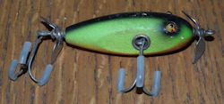 Baby Injured Minnow