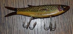 Flood Minnow